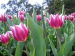 Tulips at Araluen -  76 of 102
