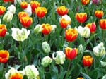 Tulips at Araluen -  94 of 102