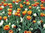 Tulips at Araluen -  95 of 102