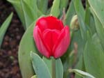 Tulips at Araluen -  96 of 102
