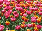 Tulips at Araluen -  97 of 102