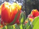 Tulips at Araluen -  100 of 102