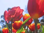 Tulips at Araluen -  102 of 102