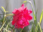 Photos of a Rose -  3 of 5