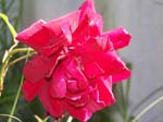 Photos of a Rose