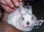 New dwarf rabbit, Lychee -  2 of 24