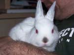 New dwarf rabbit, Lychee -  3 of 24