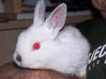 We purchase another rabbit to add to our growing collection of furry friends, a dwarf rabbit that we named Lychee. She is a white rabbit, with red eyes.