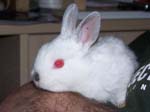 New dwarf rabbit, Lychee -  5 of 24
