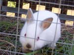 New dwarf rabbit, Lychee -  7 of 24