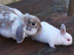 New dwarf rabbit, Lychee