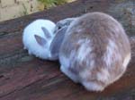 New dwarf rabbit, Lychee -  12 of 24