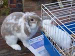 New dwarf rabbit, Lychee -  15 of 24