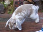 New dwarf rabbit, Lychee -  17 of 24