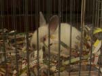 New dwarf rabbit, Lychee