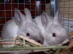 New Rabbits - Prince and Princess