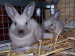 New Rabbits - Prince and Princess