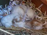 Rabbit Kittens between 2 and 3 weeks old -  14 of 90