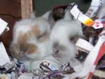 Rabbit Kittens between 2 and 3 weeks old
