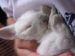 Rabbit Kittens between 2 and 3 weeks old
