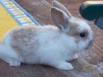 Rabbit Kittens between 2 and 3 weeks old -  37 of 90