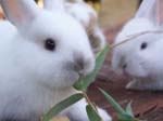 Rabbit Kittens between 2 and 3 weeks old -  64 of 90