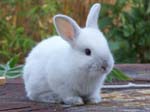 Rabbit Kittens between 2 and 3 weeks old -  73 of 90