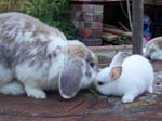 Rabbit Kittens between 2 and 3 weeks old -  82 of 90