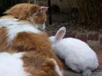 Rabbit Kittens at 4 weeks -  4 of 24