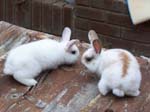Rabbit Kittens at 4 weeks -  18 of 24