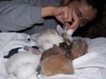 Rabbit kittens, batch two