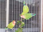 Photos of the Peach Faced African Lovebirds in their new home.