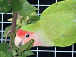 African Lovebird photos - Agapornis Rosecolis -  21 of 38