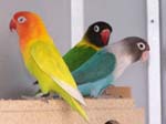 New African Lovebirds in the Aviary