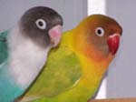 New African Lovebirds in the Aviary