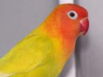 New African Lovebirds in the Aviary -  20 of 41