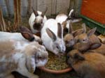 Our pet rabbits -  1 of 47