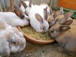 Our pet rabbits