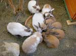 Our pet rabbits -  3 of 47