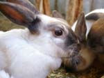 Our pet rabbits -  9 of 47