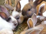 Our pet rabbits -  10 of 47