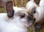 Our pet rabbits -  11 of 47