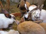 Our pet rabbits -  13 of 47