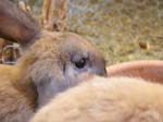 Our pet rabbits -  14 of 47