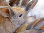 Our pet rabbits -  15 of 47