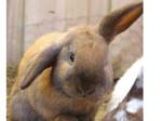 Our pet rabbits -  18 of 47