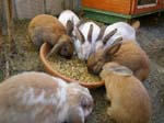 Our pet rabbits -  20 of 47