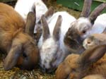 Our pet rabbits -  22 of 47