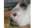 Our pet rabbits -  38 of 47