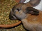 Our pet rabbits -  39 of 47